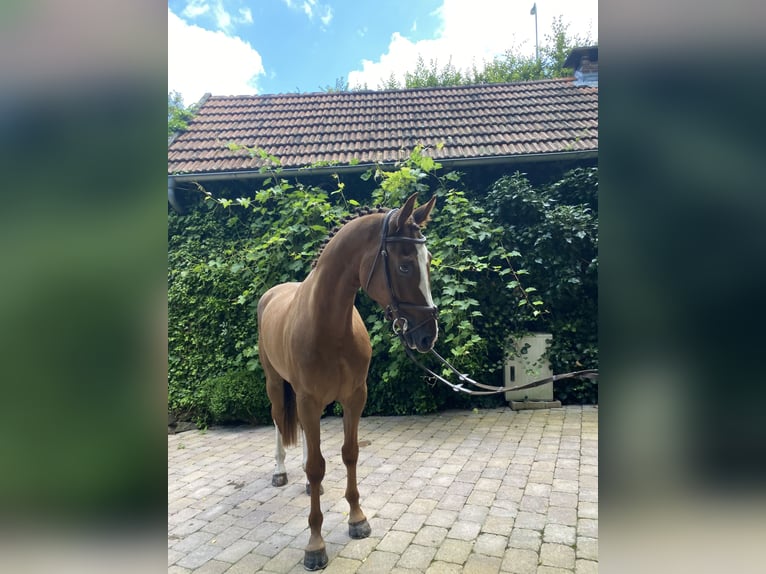 Koń hanowerski Wałach 5 lat 167 cm Kasztanowata in Gersfeld