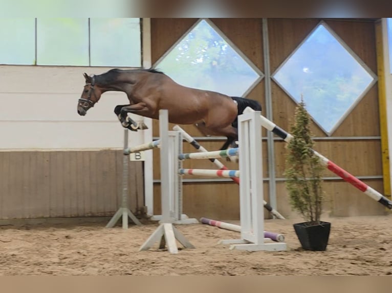 Koń hanowerski Wałach 5 lat 168 cm Ciemnogniada in Braunschweig