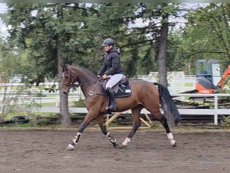 Koń hanowerski Wałach 5 lat 168 cm Ciemnogniada in Braunschweig