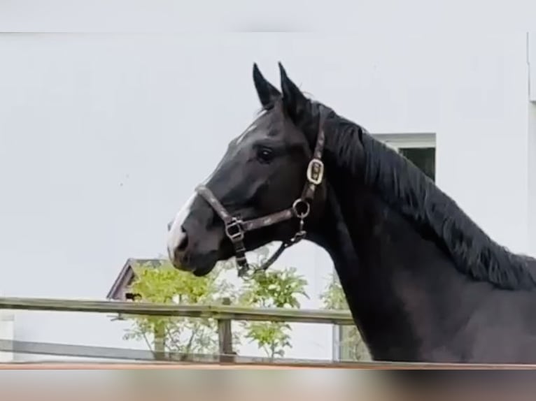Koń hanowerski Wałach 5 lat 168 cm Ciemnogniada in Sottrum