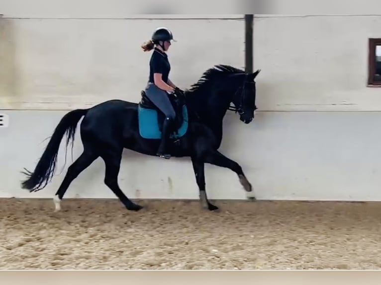Koń hanowerski Wałach 5 lat 168 cm Ciemnogniada in Sottrum