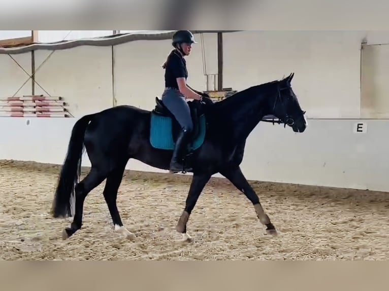Koń hanowerski Wałach 5 lat 168 cm Ciemnogniada in Sottrum