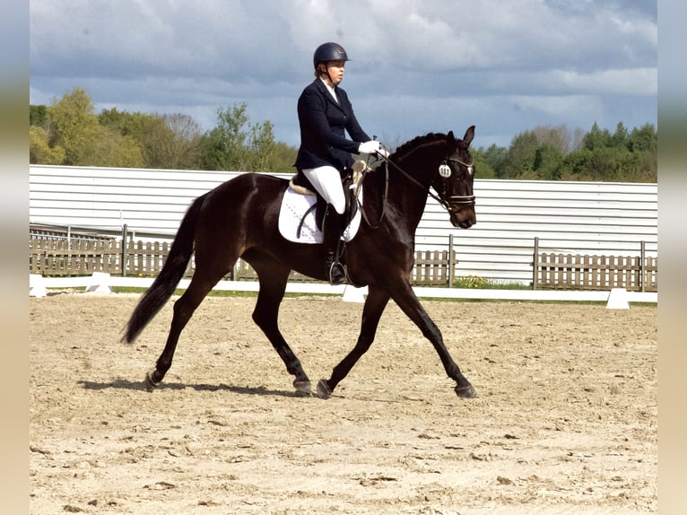 Koń hanowerski Wałach 5 lat 168 cm Ciemnogniada in Stafstedt