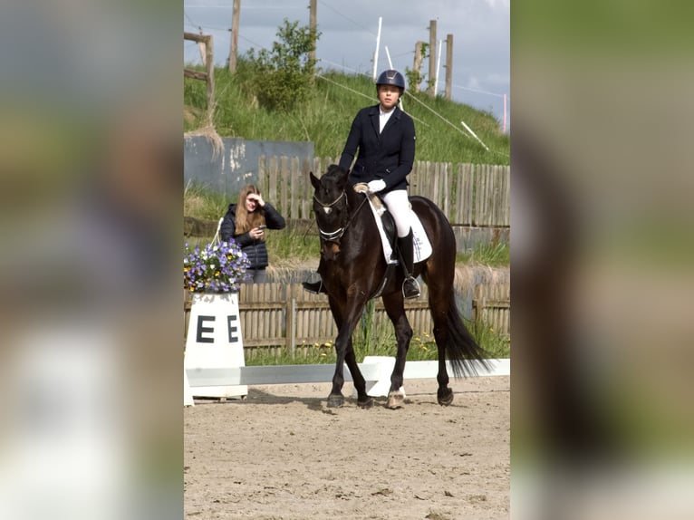 Koń hanowerski Wałach 5 lat 168 cm Ciemnogniada in Stafstedt
