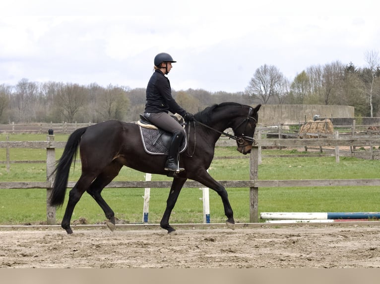Koń hanowerski Wałach 5 lat 168 cm Ciemnogniada in Stafstedt