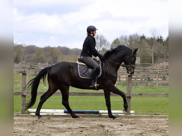 Koń hanowerski Wałach 5 lat 168 cm Ciemnogniada in Stafstedt
