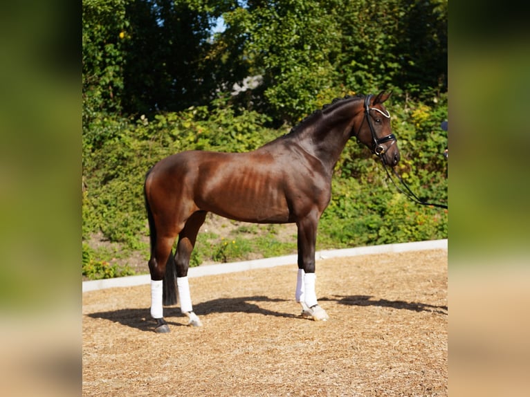 Koń hanowerski Wałach 5 lat 168 cm Ciemnogniada in Hohenfelde