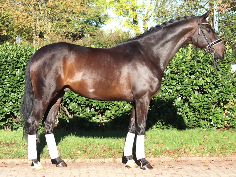 Koń hanowerski Wałach 5 lat 168 cm Ciemnogniada in Selsingen