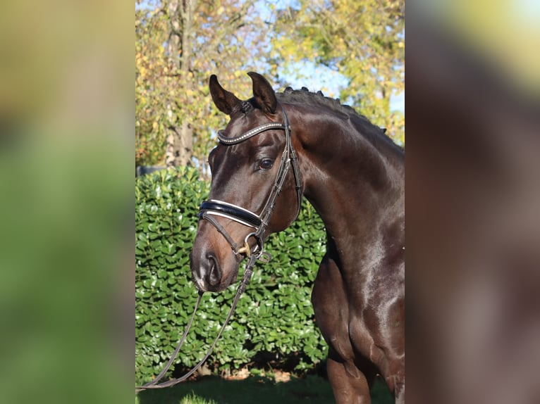 Koń hanowerski Wałach 5 lat 168 cm Ciemnogniada in Selsingen