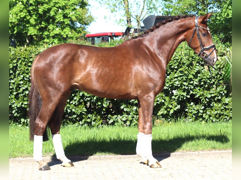 Koń hanowerski Wałach 5 lat 168 cm Ciemnokasztanowata in Selsingen