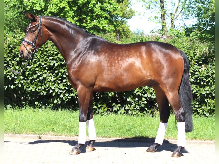 Koń hanowerski Wałach 5 lat 168 cm Gniada in Selsingen