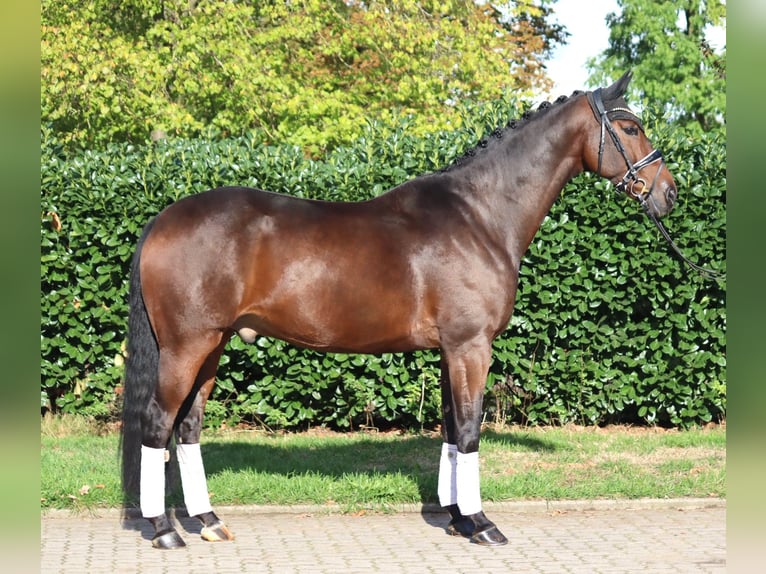 Koń hanowerski Wałach 5 lat 168 cm Gniada in Selsingen