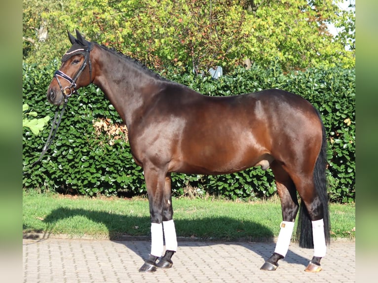 Koń hanowerski Wałach 5 lat 168 cm Gniada in Selsingen