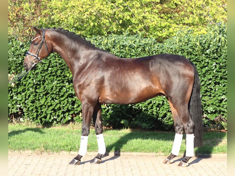 Koń hanowerski Wałach 5 lat 168 cm Gniada in Selsingen