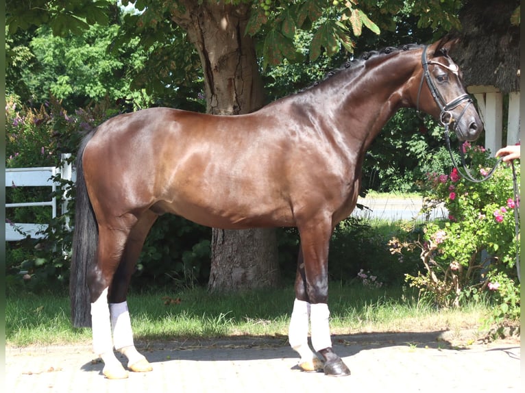 Koń hanowerski Wałach 5 lat 168 cm Gniada in Selsingen