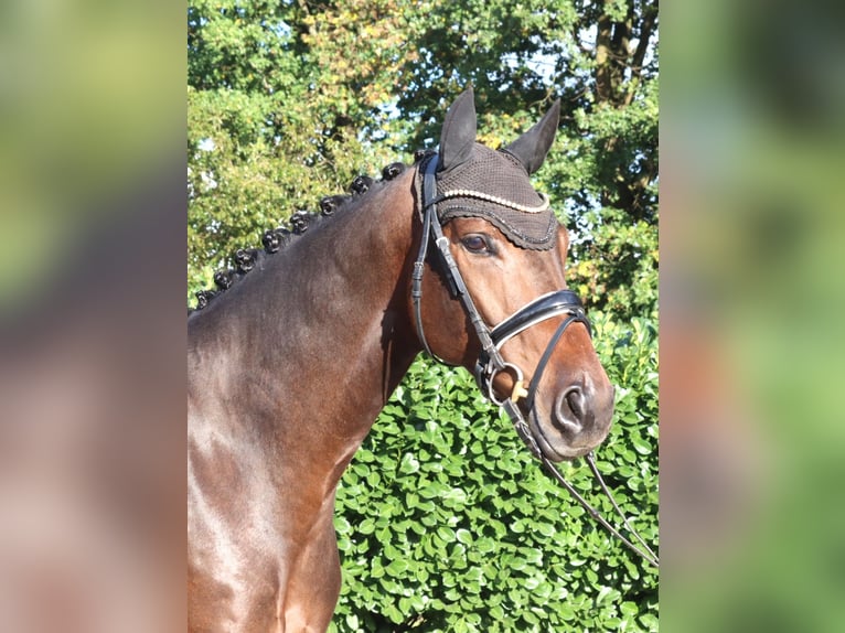 Koń hanowerski Wałach 5 lat 168 cm Gniada in Selsingen