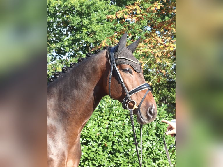 Koń hanowerski Wałach 5 lat 168 cm Gniada in Selsingen
