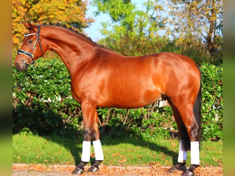 Koń hanowerski Wałach 5 lat 168 cm Gniada in Selsingen