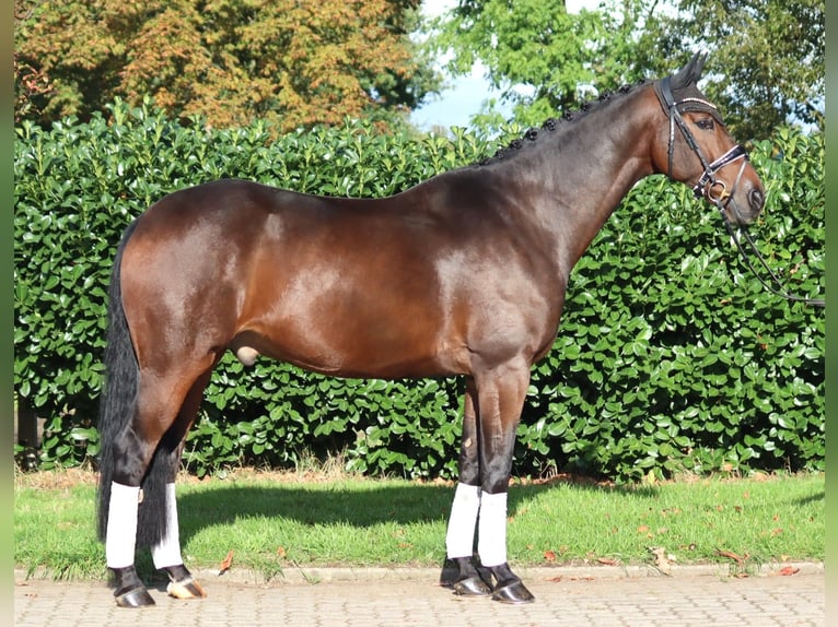 Koń hanowerski Wałach 5 lat 168 cm Gniada in Selsingen
