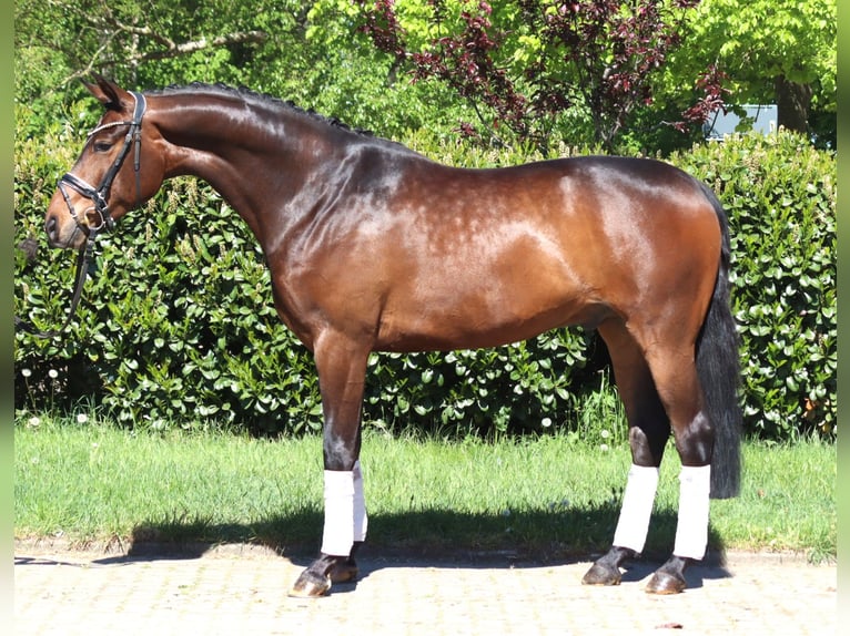 Koń hanowerski Wałach 5 lat 168 cm Gniada in Selsingen