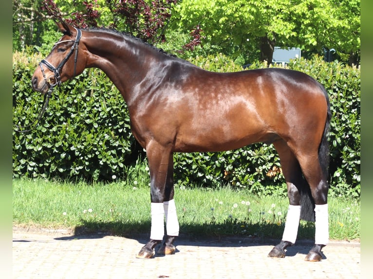 Koń hanowerski Wałach 5 lat 168 cm Gniada in Selsingen