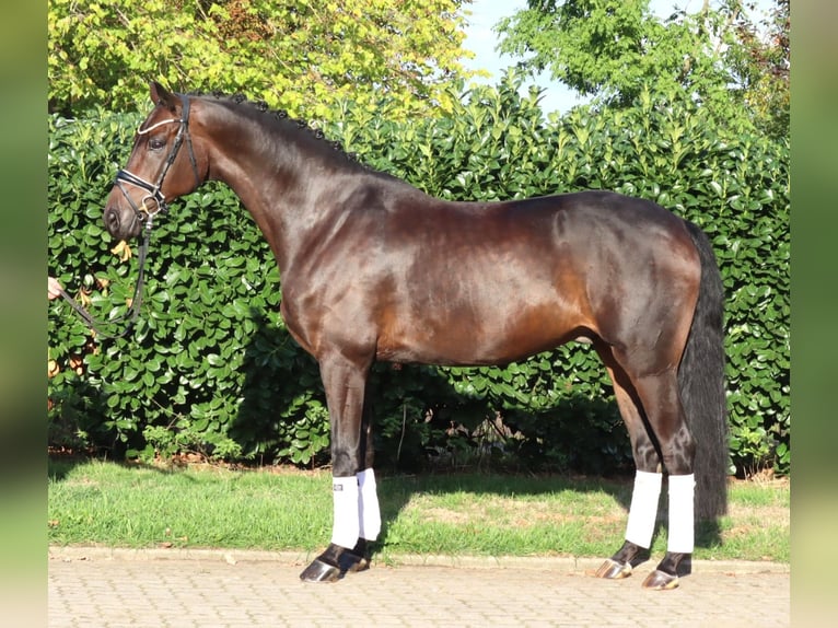 Koń hanowerski Wałach 5 lat 168 cm Gniada in Selsingen
