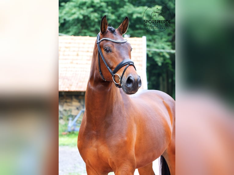 Koń hanowerski Wałach 5 lat 168 cm Gniada in Warendorf
