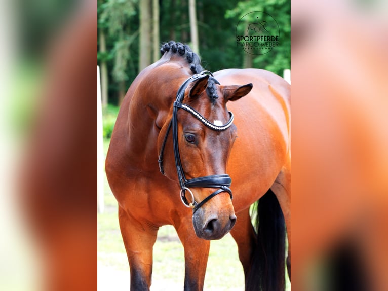 Koń hanowerski Wałach 5 lat 168 cm Gniada in Warendorf