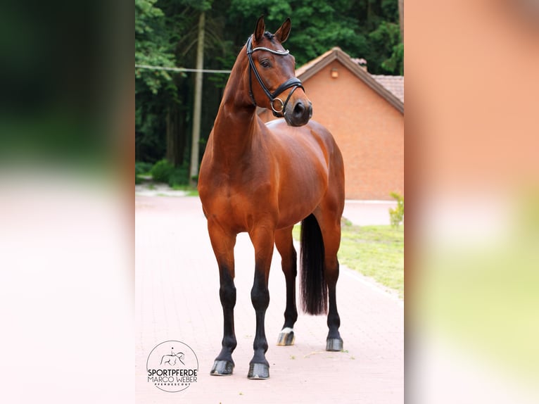 Koń hanowerski Wałach 5 lat 168 cm Gniada in Warendorf