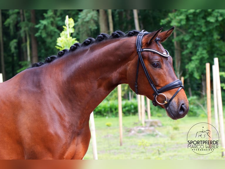 Koń hanowerski Wałach 5 lat 168 cm Gniada in Warendorf