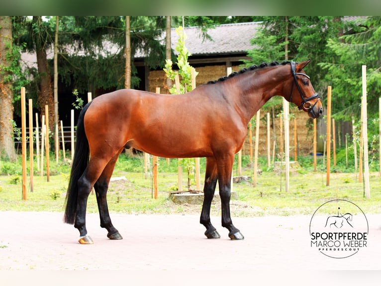 Koń hanowerski Wałach 5 lat 168 cm Gniada in Warendorf