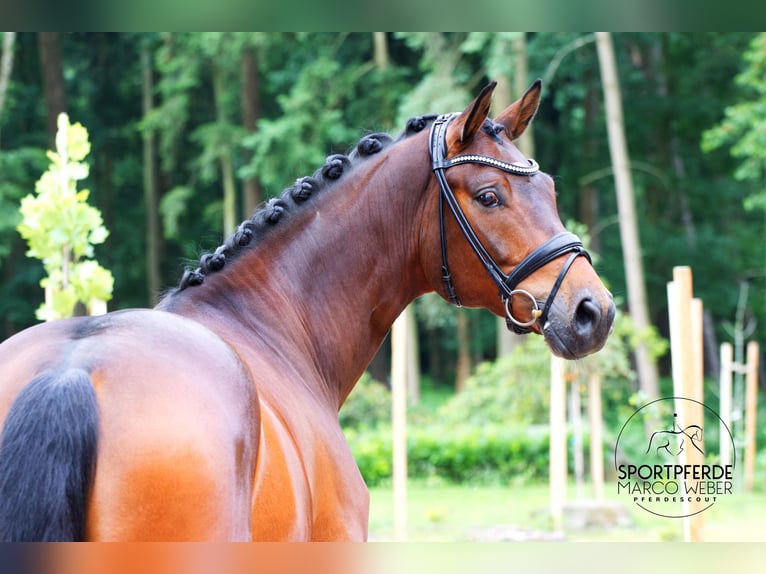 Koń hanowerski Wałach 5 lat 168 cm Gniada in Warendorf