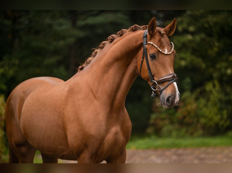 Koń hanowerski Wałach 5 lat 168 cm Kasztanowata in Wehringen