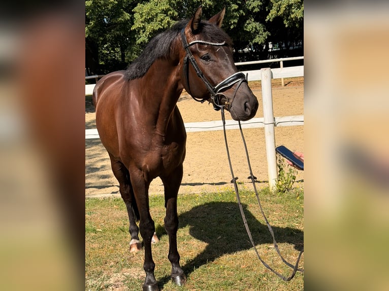 Koń hanowerski Wałach 5 lat 168 cm Skarogniada in Hamm