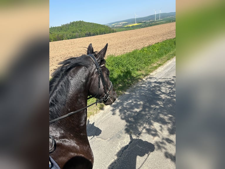 Koń hanowerski Wałach 5 lat 168 cm Skarogniada in Seesen