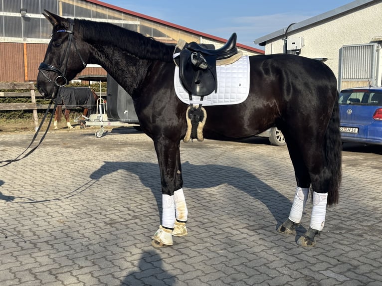 Koń hanowerski Wałach 5 lat 168 cm Skarogniada in Seesen