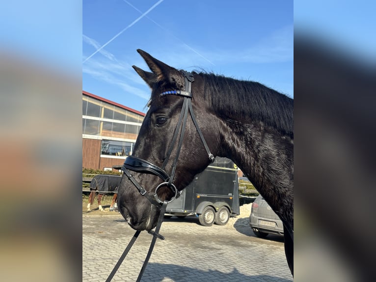 Koń hanowerski Wałach 5 lat 168 cm Skarogniada in Seesen