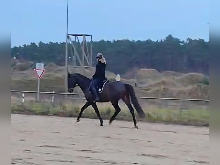 Koń hanowerski Wałach 5 lat 168 cm Skarogniada in Raben Steinfeld