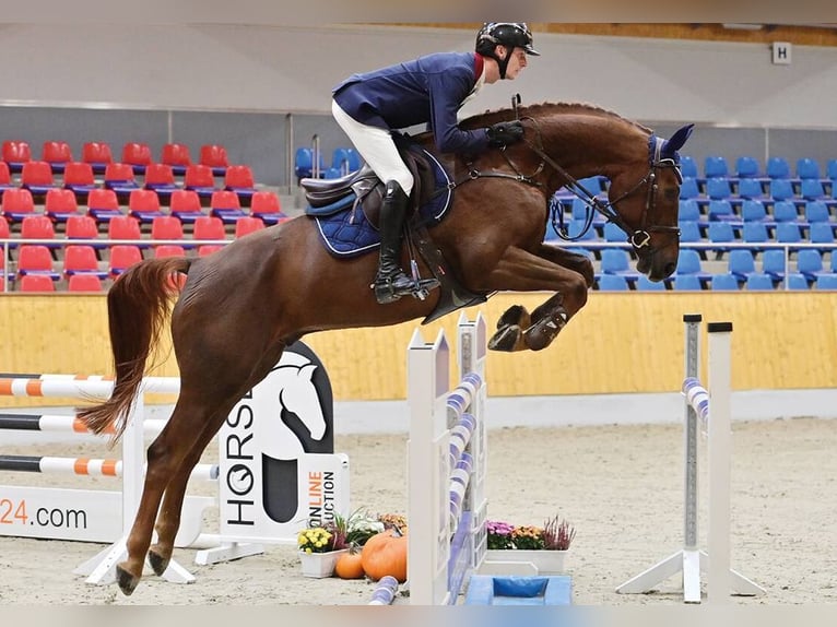 Koń hanowerski Wałach 5 lat 169 cm Ciemnokasztanowata in Vechta