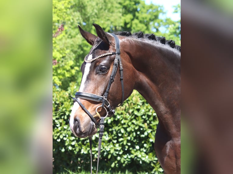Koń hanowerski Wałach 5 lat 169 cm Gniada in Selsingen