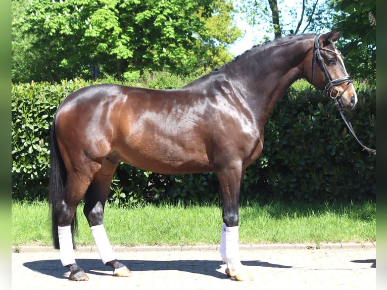 Koń hanowerski Wałach 5 lat 169 cm Gniada in Selsingen