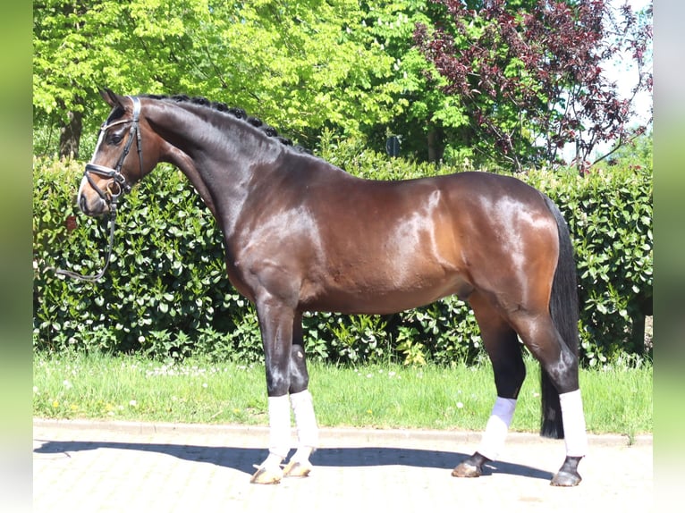 Koń hanowerski Wałach 5 lat 169 cm Gniada in Selsingen