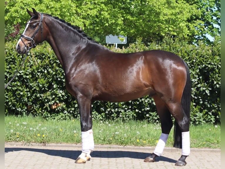 Koń hanowerski Wałach 5 lat 169 cm Gniada in Selsingen