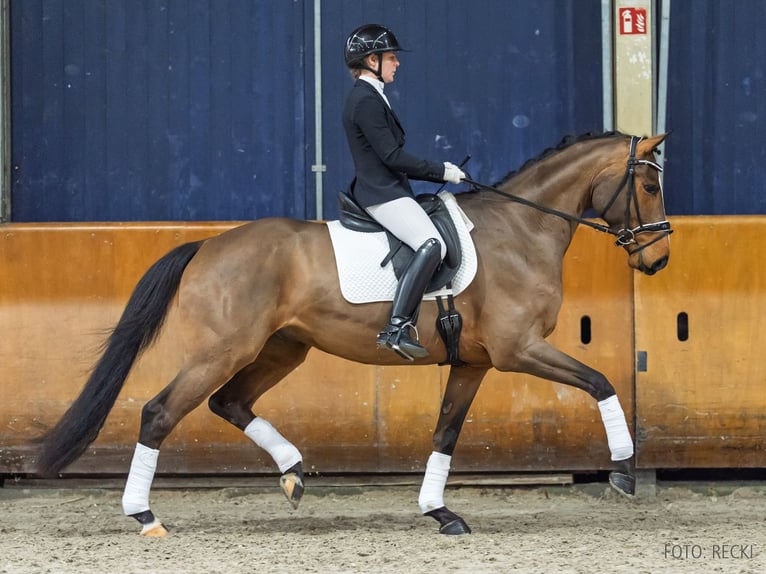 Koń hanowerski Wałach 5 lat 169 cm Gniada in Verden