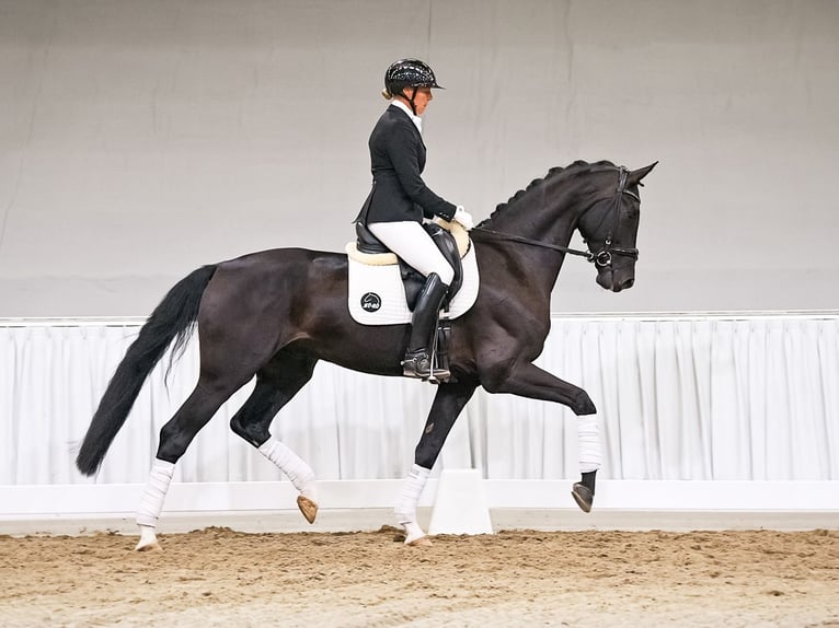 Koń hanowerski Wałach 5 lat 169 cm Gniada in Verden