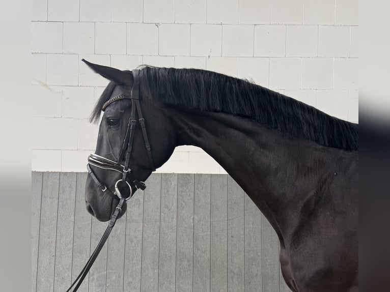 Koń hanowerski Wałach 5 lat 169 cm Kara in Tiddische