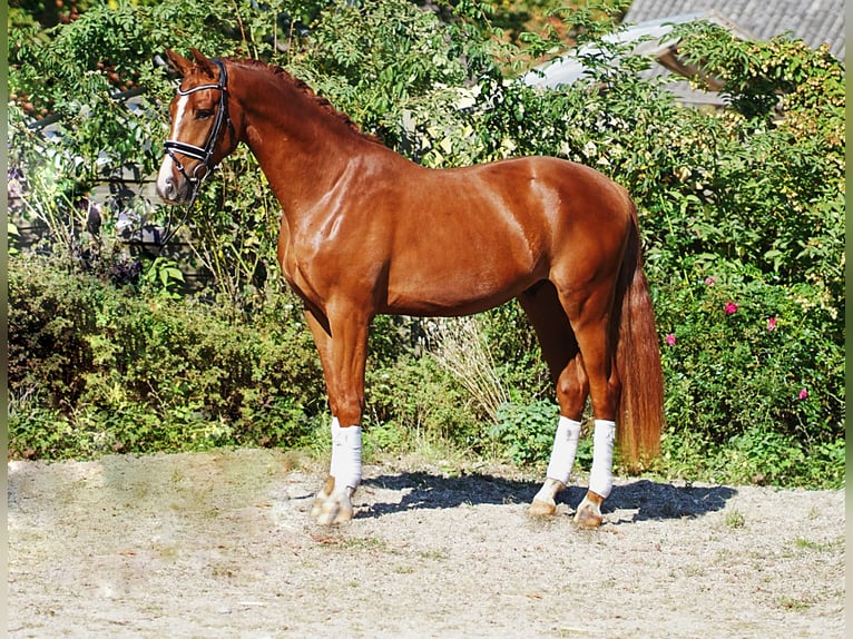 Koń hanowerski Wałach 5 lat 169 cm Kasztanowata in Hohenfelde