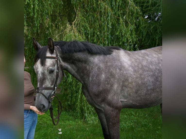 Koń hanowerski Wałach 5 lat 169 cm Siwa in Greifswald