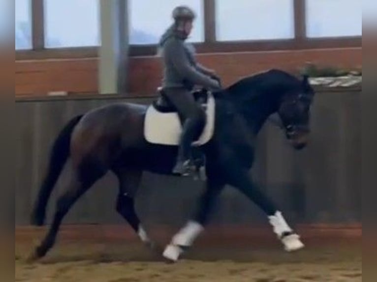Koń hanowerski Wałach 5 lat 170 cm Ciemnogniada in Fr&#xF6;ndenberg