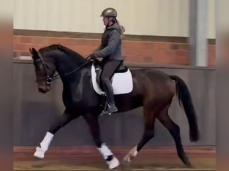 Koń hanowerski Wałach 5 lat 170 cm Ciemnogniada in Fr&#xF6;ndenberg